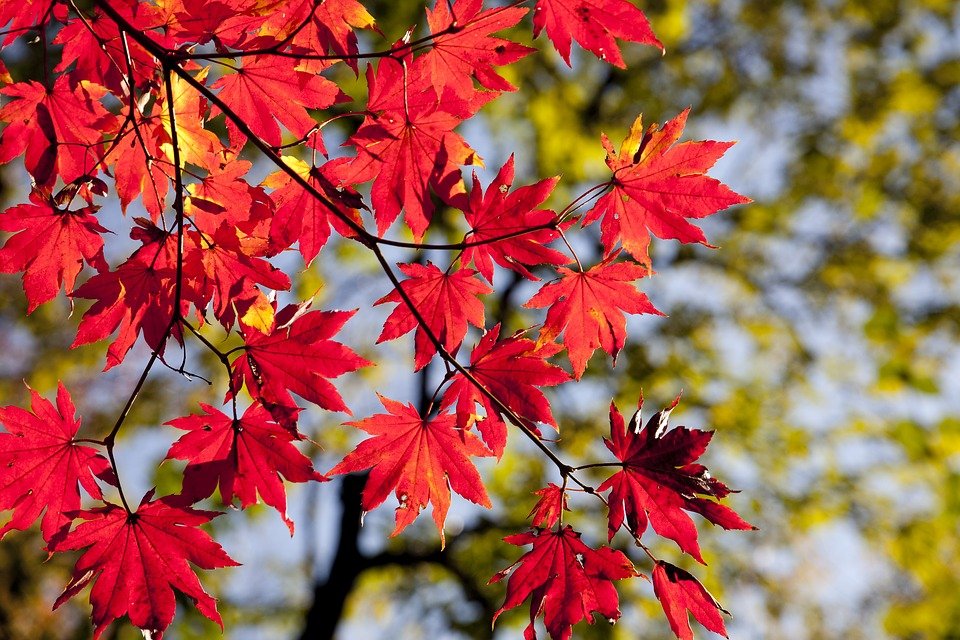 autumn-leaves-2789234_960_720.jpg