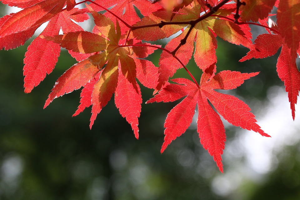 autumn-leaves-3576460_960_720.jpg