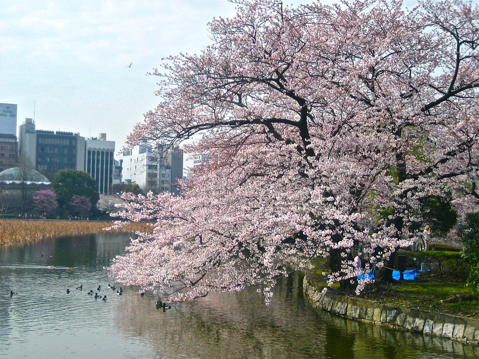 cherry-blossom-238435_960_720.jpg