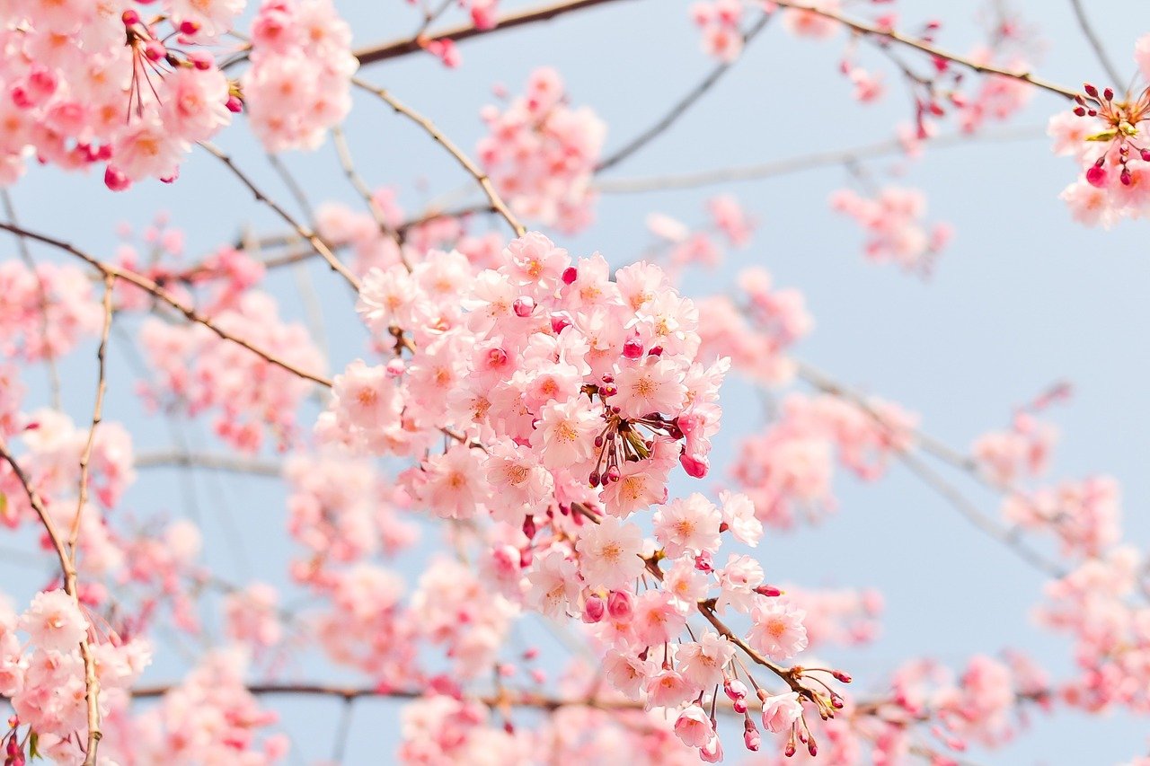 cherry-blossom-tree-1225186_1280.jpg