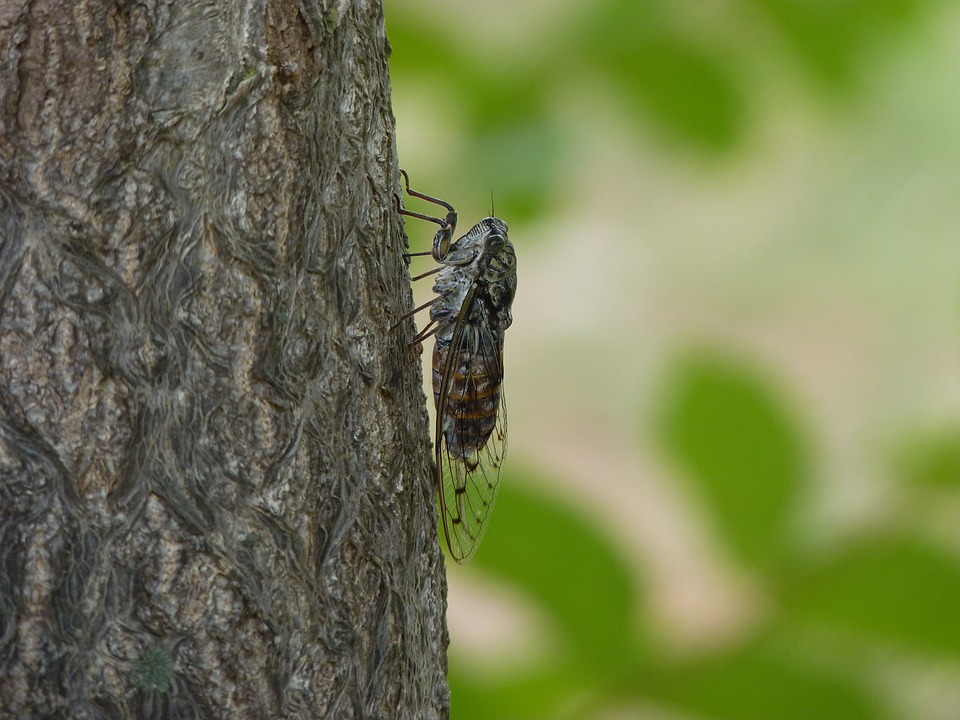 cicada-3387493_960_720.jpg