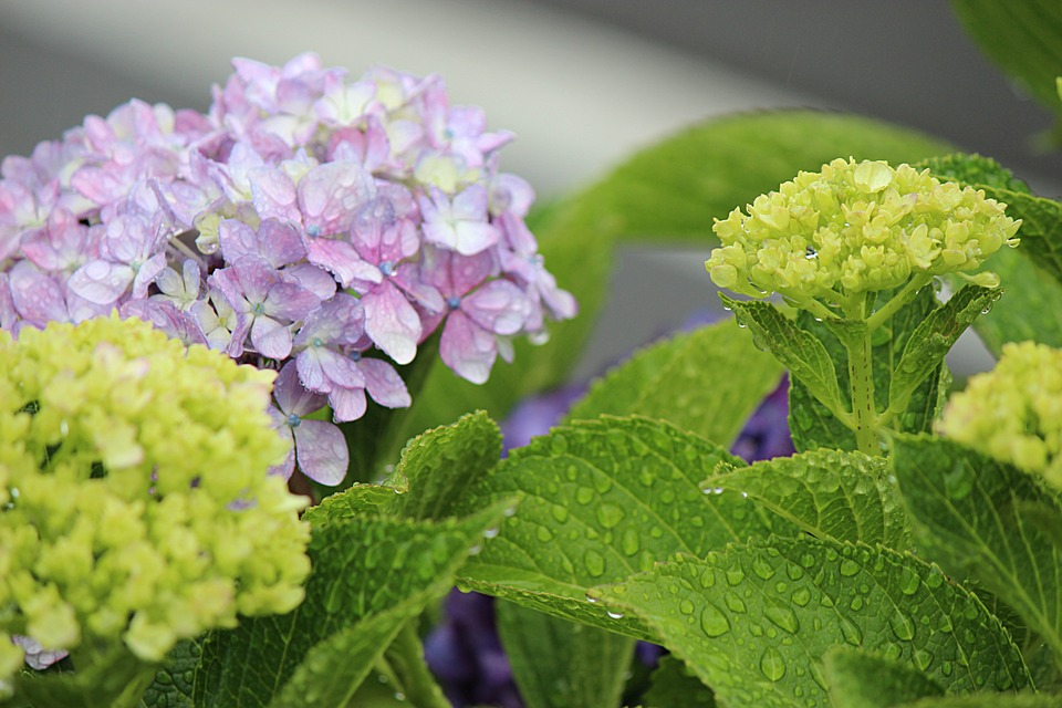 hydrangea-823941_960_720.jpg