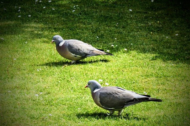 pigeons-g19de78f0e_640.jpg