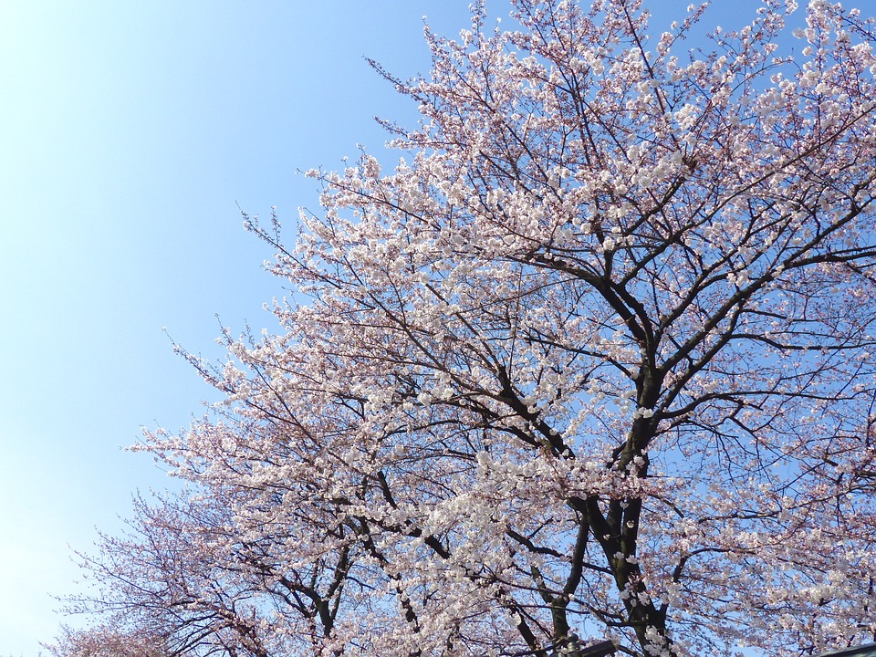 sakura-720708_960_720.jpg